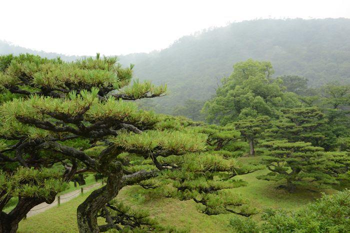 En attendant le soleil ... au Ritsurin koen de Takamatsu 3 juillet Takamatsu Ritsurin 347