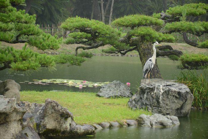 En attendant le soleil ... au Ritsurin koen de Takamatsu 3 juillet Takamatsu Ritsurin 295