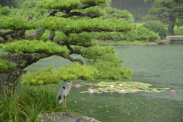En attendant le soleil ... au Ritsurin koen de Takamatsu 3 juillet Takamatsu Ritsurin 302