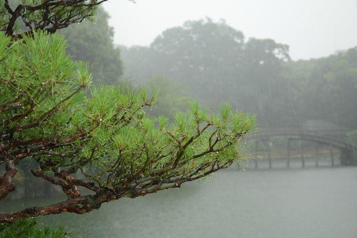En attendant le soleil ... au Ritsurin koen de Takamatsu 3 juillet Takamatsu Ritsurin 329
