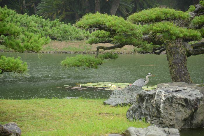 En attendant le soleil ... au Ritsurin koen de Takamatsu 3 juillet Takamatsu Ritsurin 301