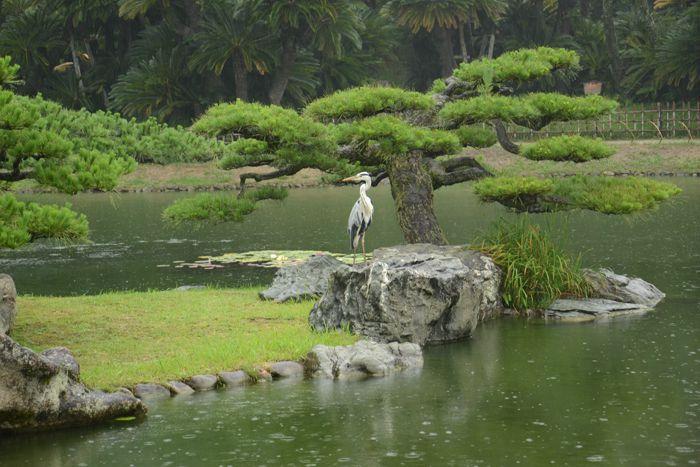 En attendant le soleil ... au Ritsurin koen de Takamatsu 3 juillet Takamatsu Ritsurin 298
