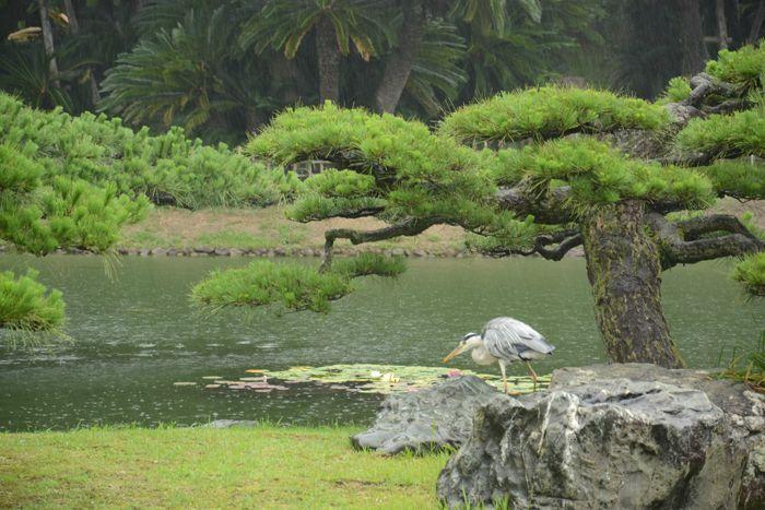 En attendant le soleil ... au Ritsurin koen de Takamatsu 3 juillet Takamatsu Ritsurin 300
