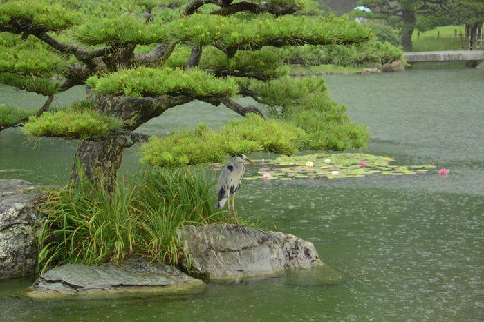 En attendant le soleil ... au Ritsurin koen de Takamatsu 3 juillet Takamatsu Ritsurin 304