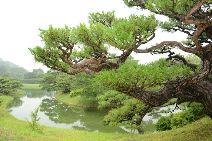 En attendant le soleil ... au Ritsurin koen de Takamatsu 3 juillet Takamatsu Ritsurin 346