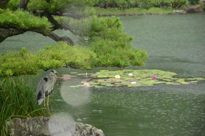 En attendant le soleil ... au Ritsurin koen de Takamatsu 3 juillet Takamatsu Ritsurin 303