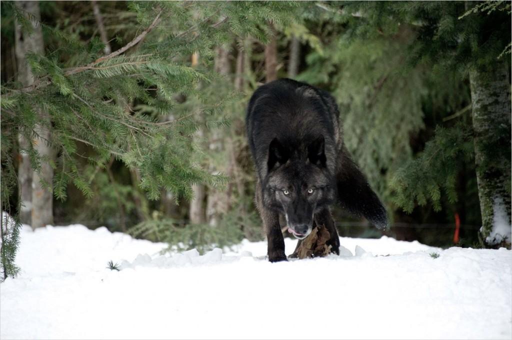 Le Territoire des Loups, critique