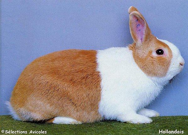 Trois règles essentielles pour créer une bonne souche Hollandais 2