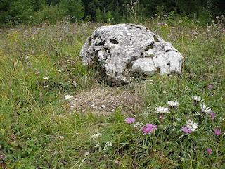 Les arbres et les herbes Les arbres et les herbes