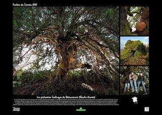 Les arbres et les herbes Les arbres et les herbes