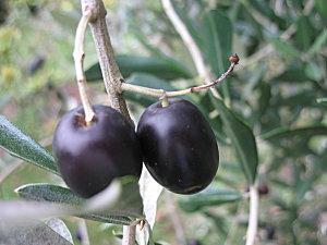 141111 olives 003