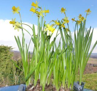 Bulbes (2) Bulbes (2)