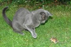 Gouvernement de Chats ... au pays des Souris tommy douglas,mouseland