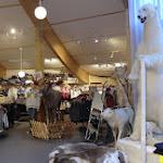 Cercle polaire: l'intérieur du centre.... quelques animaux empaillés, non Grazie, on peut pas les libérer ceux là....... et un chapeau pour la mémère........ CIMG6019.JPG