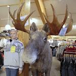 Cercle polaire: il n'est pas très grand cet Elan.... pourtant, je ne voudrais pas tater de ses cornes!!!! CIMG6022.JPG