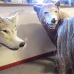 Cercle polaire: le loup et l'ours brun qui vivent surtout dans l'arrière pays dans les fôrets. Ils ont l'air attentifs aux mots doux de Grazie... CIMG6027.JPG