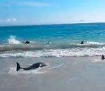 vidéo dauphin plage brésil sauvetage