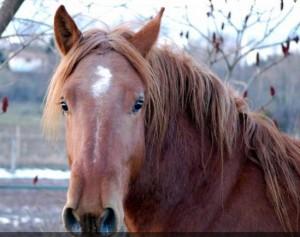 cheval Emporium Programme 2012