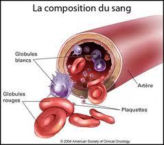 cellules_sanguine Comprendre les résultats des globules rouges dans une prise de sang.