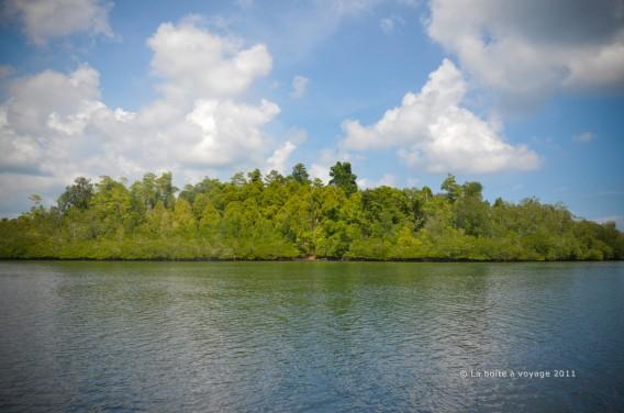 La belle mangrove des Togian, sur le chemin du village Bajo (Sulawesi Centre, Indonésie)