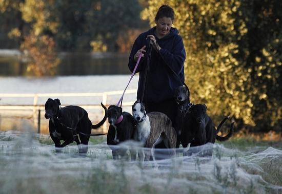 Toiles d'araignée en Australie Des araignées envahissent une région Australienne