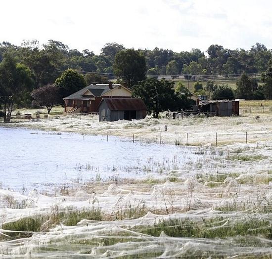 Toiles d'araignée en Australie Des araignées envahissent une région Australienne