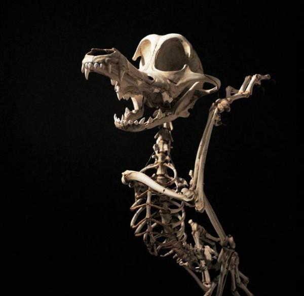 Animatus-Hyungkoo-Lee-6 Animatus Hyungkoo Lee 6 600x584 Les squelettes de nos cartoons préférés