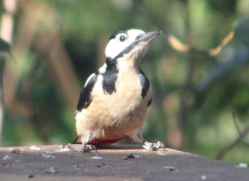 Dendrocopos major rec oiseaux 12 mars 2012 037.jpg
