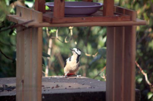 Dendrocopos major oiseaux 12 mars 2012 038.jpg