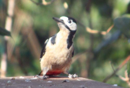 Dendrocopos major rec oiseaux 12 mars 2012 038.jpg