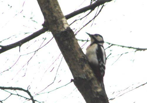 Dendrocopos major romi 11 mars 2012 004.jpg