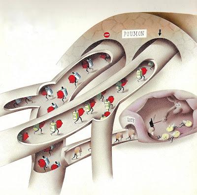 Les gobules rouges Les gobules rouges