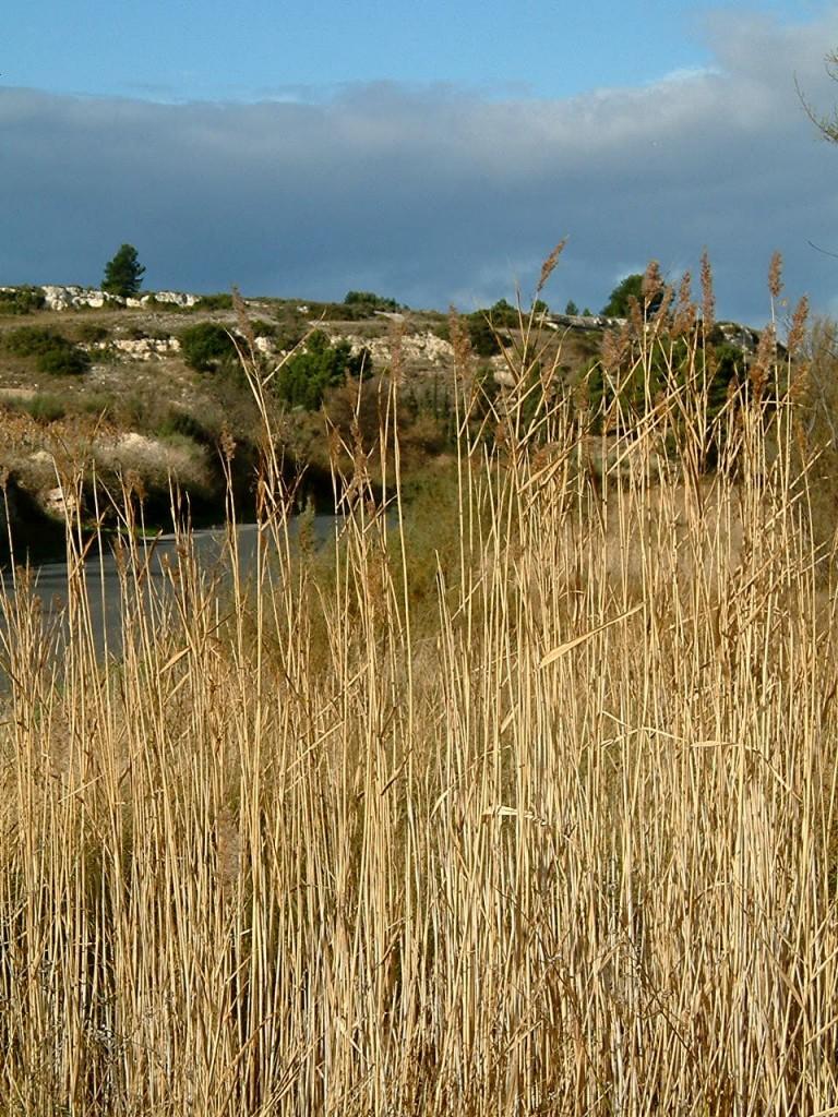 Campagne Peyriac de Mer 768x1024 Un week end gastronomique en amoureux   Balade des 5 sens à Peyriac de Mer