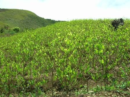 un champ de coca en Bolivie