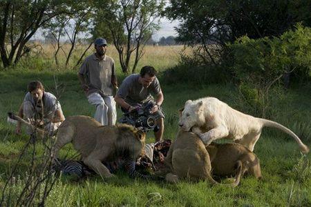 photo-Le-Lion-Blanc-de-la-vallee-de-Limpopo-White-Lion-2010-32