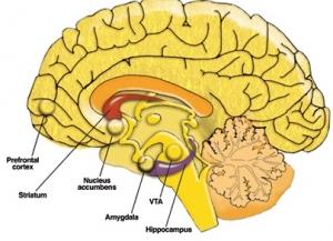 AUTISME: 67% de neurones en plus dans le cortex  – Archives of Neurology