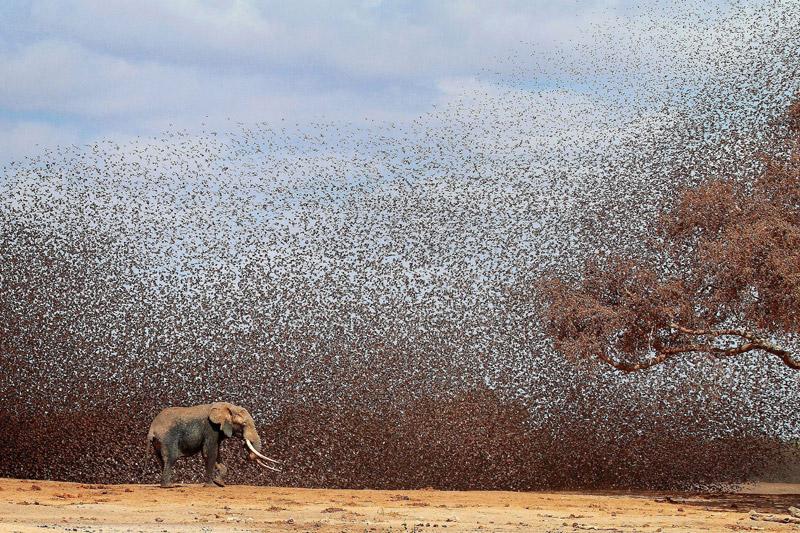 <b></div>Trompe-l'oeil</b><br /> On pourrait croire à une gigantesque éclaboussure de gadoue provoquée par la chute d'une météorite ou à la déferlante d'une nuée de criquets, mais ce nuage qui s'élève aux abords d'un point d'eau africain est composé d'une multitude de passereaux, de l'espèce la plus nombreuse au monde: des travailleurs à bec rouge. Ces petits oiseaux bruns, très semblables à nos moineaux, ont aussi un nom latin, <i>Quelea quelea</i>, et un surnom local, «mangeurs de mil», qui témoigne de leur voracité et de la menace qu'ils représentent pour les cultures. Blé, mil, avoine, sorgho, riz: tout y passe. Et le poison semé contre eux ne sert à rien; ces minuscules volatiles se reproduisent si vite qu'on en dénombre aujourd'hui entre 3 et 10 milliards.
