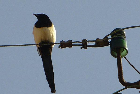 ce matin, dans mon quartier....... P1030320.jpg