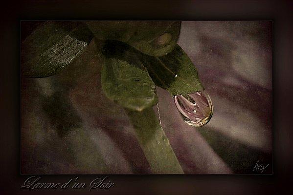 Un pétale froissé de rose, suite en haïku & tanka Larme-d-un-Soir.jpg