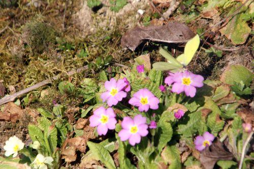 La capture du citron 2 romi 15 mars 2012 044.jpg