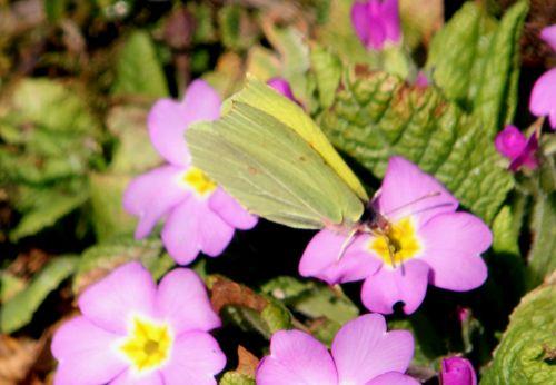 La capture du citron romi 15 mars 2012 043.jpg