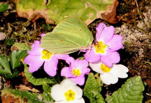 La capture du citron romi 15 mars 2012 047.jpg