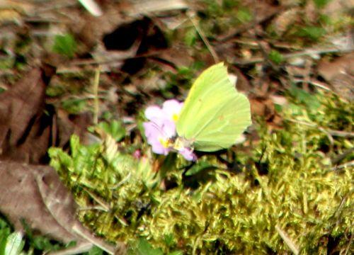 La capture du citron romi 15 mars 2012 041.jpg