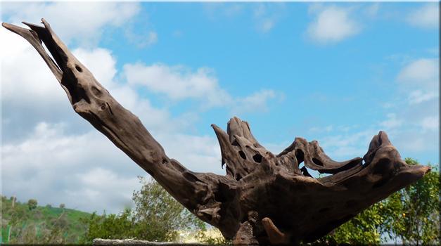 Les-bois-flotté_7925_image Bois flottés électoraux