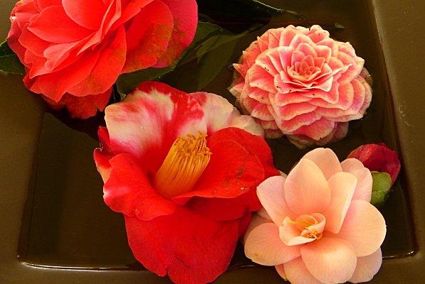 l'adamville que j'aime : P1030326.jpg