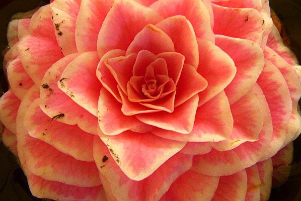 l'adamville que j'aime : P1030331.jpg