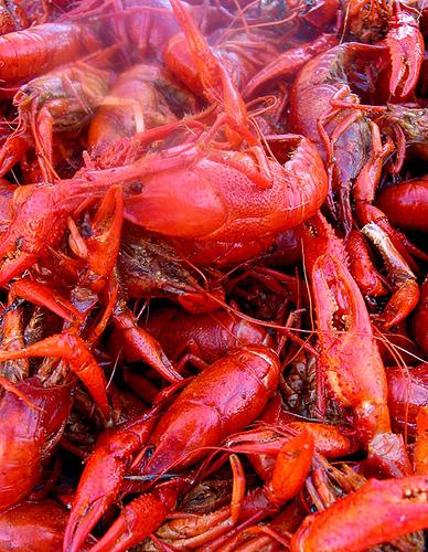 Auteurs : le panier de crabes ? Crabs