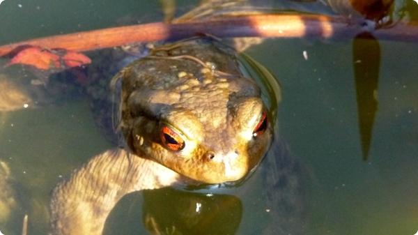 jardin crapaud 1.jpg De l’utilité du crapauduc
