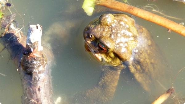 jardin crapaud 2.jpg De l’utilité du crapauduc