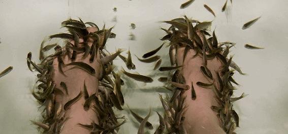 FishPedicure_Caractere_Original FishPedicure Caractere Original Week end bien être : les nouvelles tendances SPA